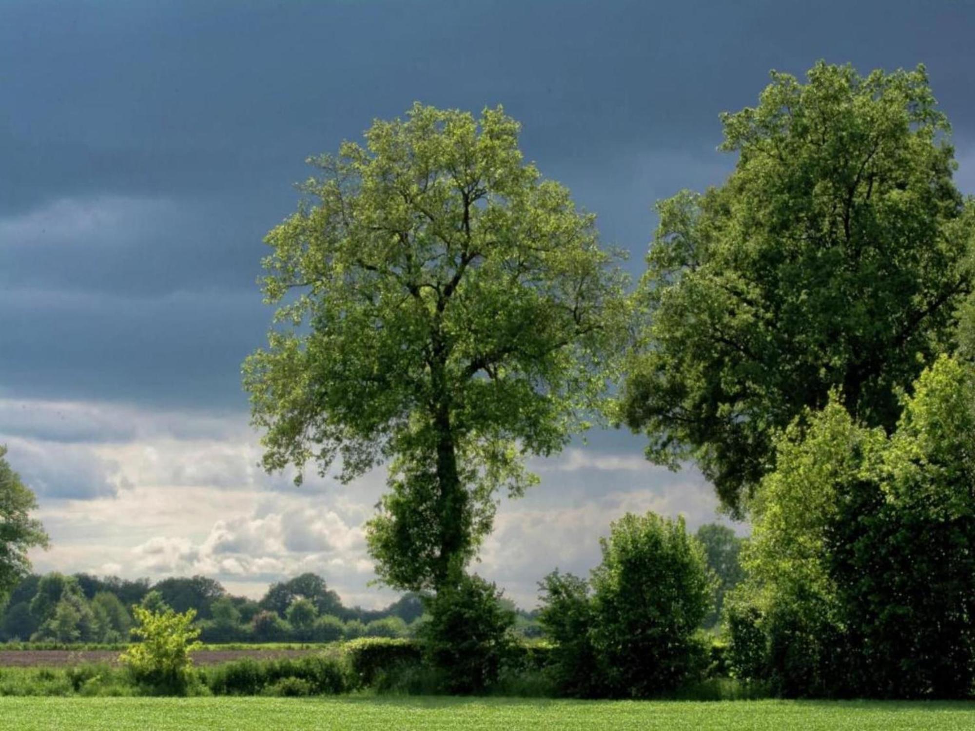 Villa Monumental Farm In The Ash Landscape Geesteren  Esterno foto